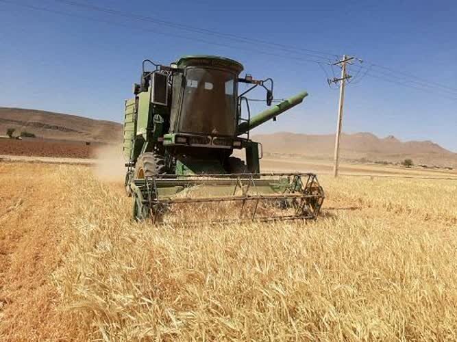 افزایش سه برابری کلزا و جو در گلستان