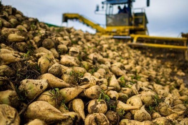 برداشت 180 هزار تن چغندرقند از مزارع گلستان