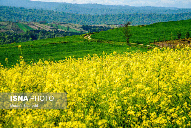 اجرای طرح جهش تولید در دیم‌زارها در 25 استان کشور