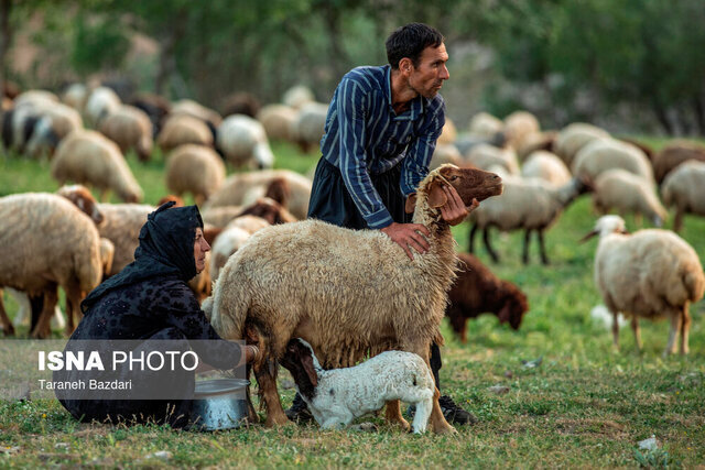 تولید ناخالص 7231 میلیارد ریالی عشایر گیلان در سال گذشته