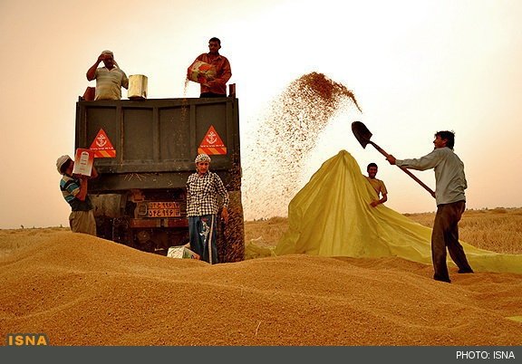 تعویق مطالبات گندمکاران گلستانی به دلیل نقص مدارک