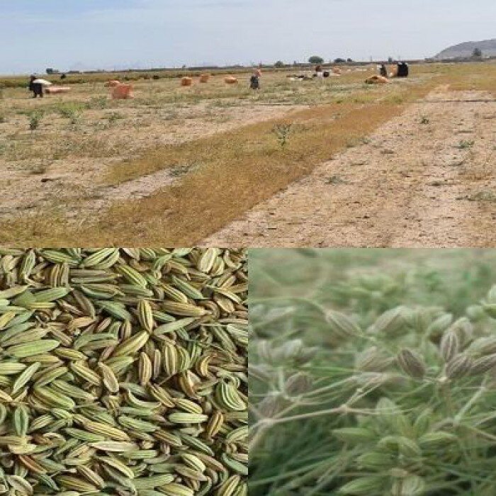 آیین سنتی طوق بندان در گرگان