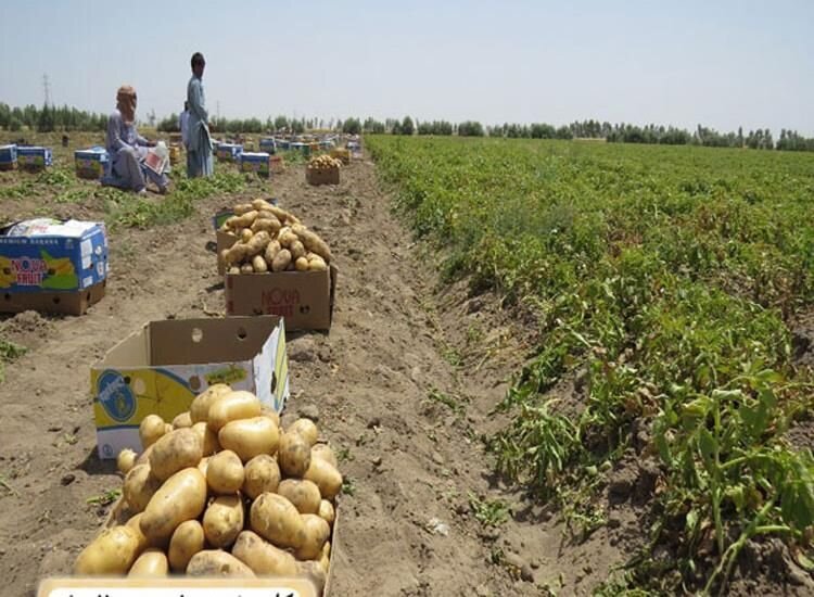 خرید حمایتی و توافقی 6800 تن سیب‌زمینی از کشاورزان گلستان