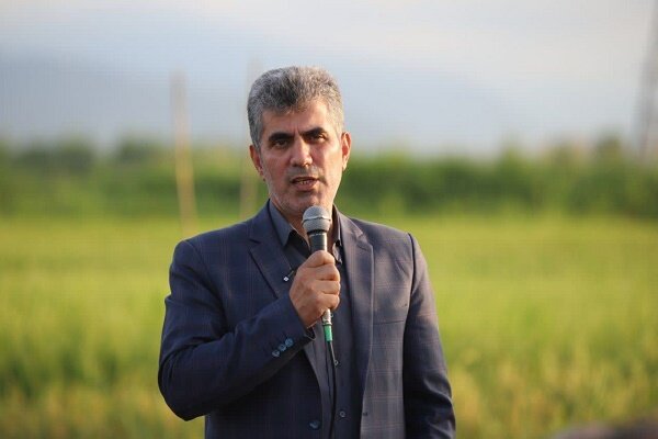 پیش بینی افزایش 15 درصدی تولید برنج در گیلان