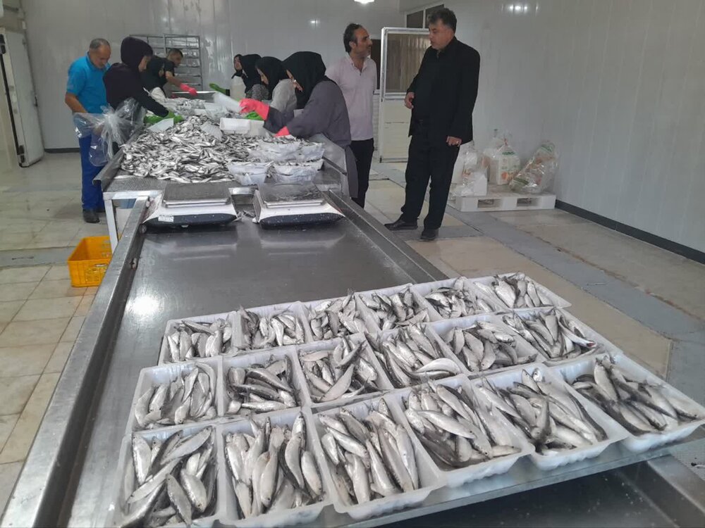 500 تن کیلکا در بندرانزلی صید شد