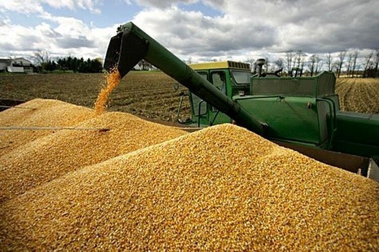 85 همت از طلب گندمکاران به زودی پرداخت می‌شود