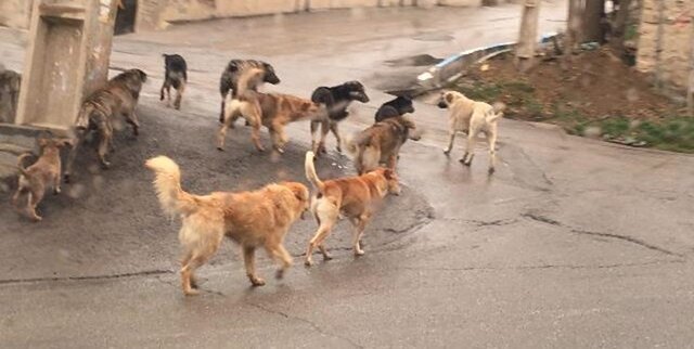 ضرورت عزم جدی و مدیریت صحیح برای کنترل جمعیت سگ‌های ولگرد