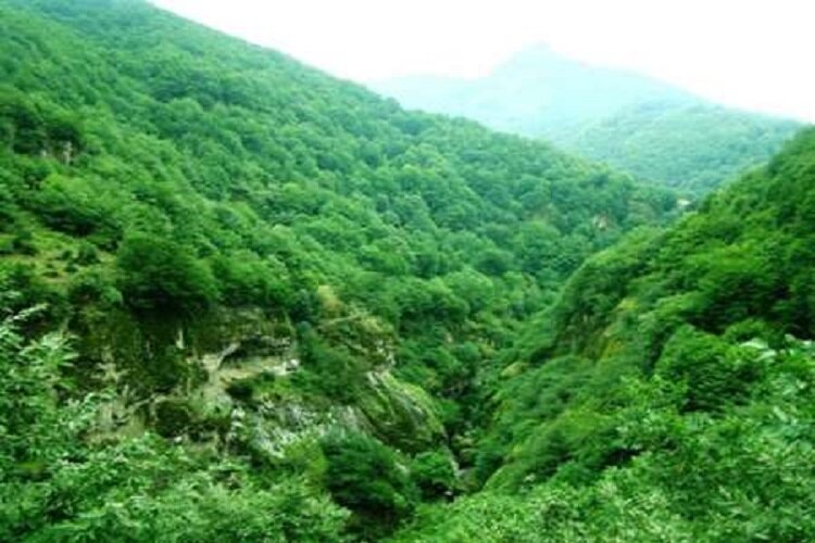 مرگ 2266 گونه جانوری در پارک ملی گلستان براثر تصادف در مدت 20 سال