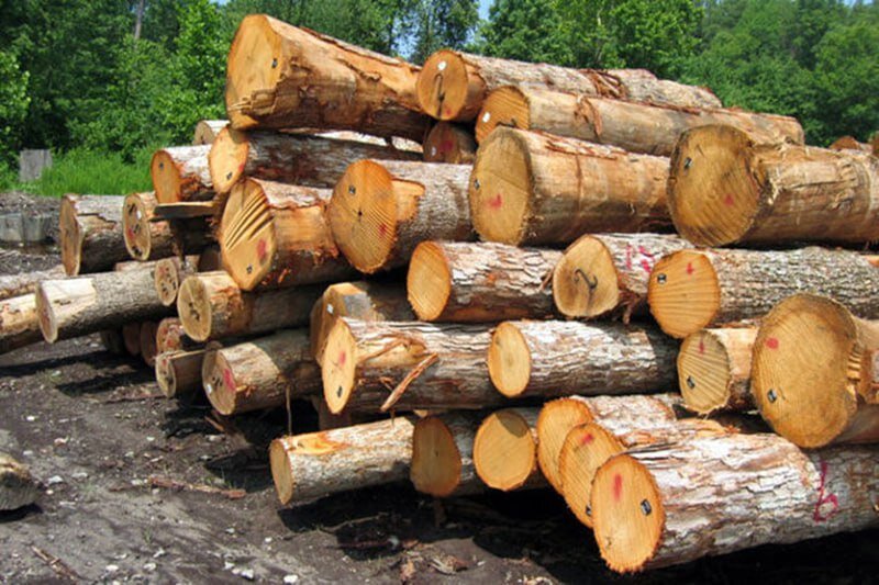 کشف 13 تن چوب جنگلی قاچاق در املش