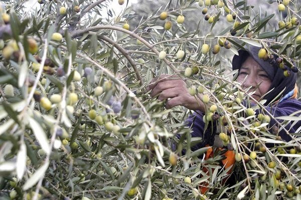 پیش بینی تولید 25 هزار تنی زیتون در گیلان