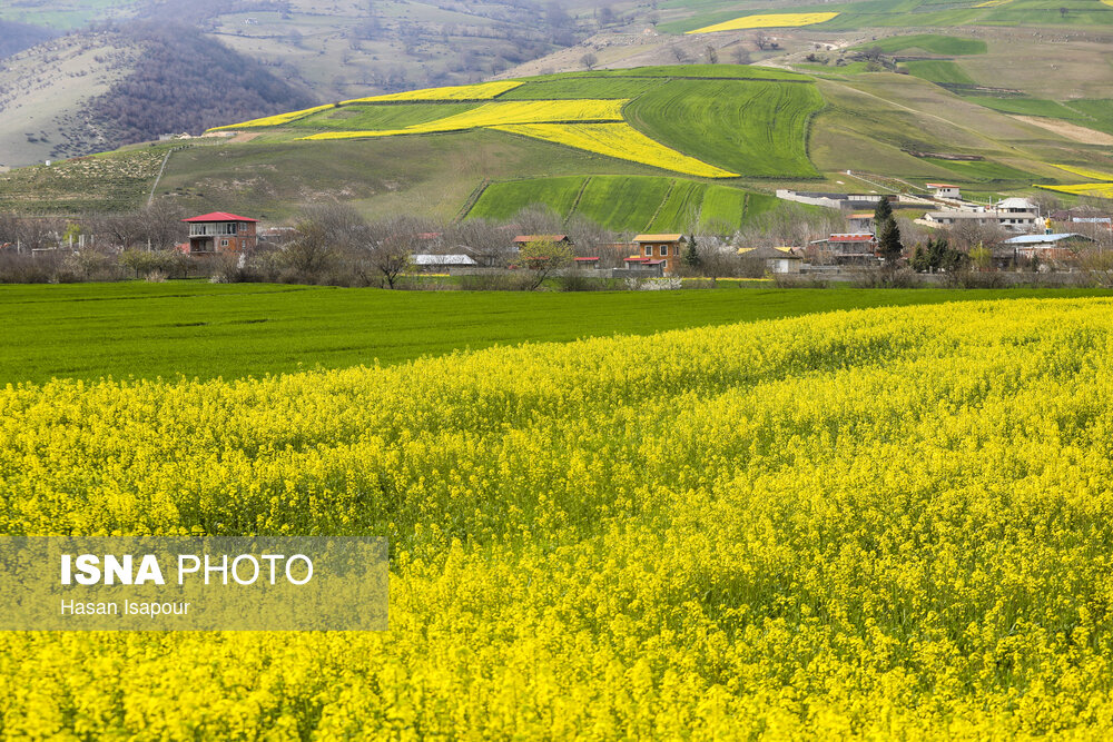 شیرینی‌ برداشت کلزا به کام کشاورزان گلستانی تلخ شد