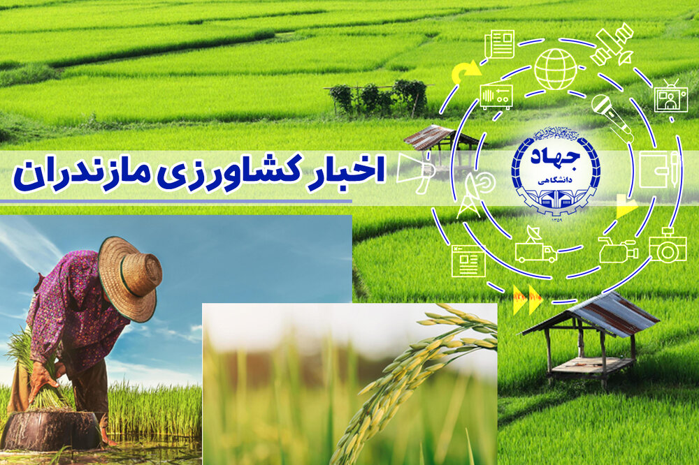 از توزیع 6.5 تن گوشت قرمز تا جوجه‌ریزی 11.3 میلیون قطعه‌ای در مازندران