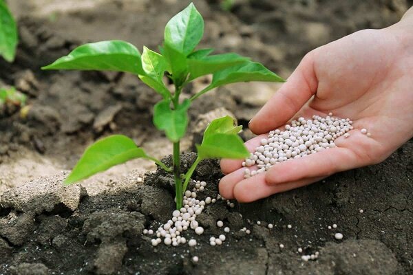 توزیع کود برای 6 محصول مهم گیلان