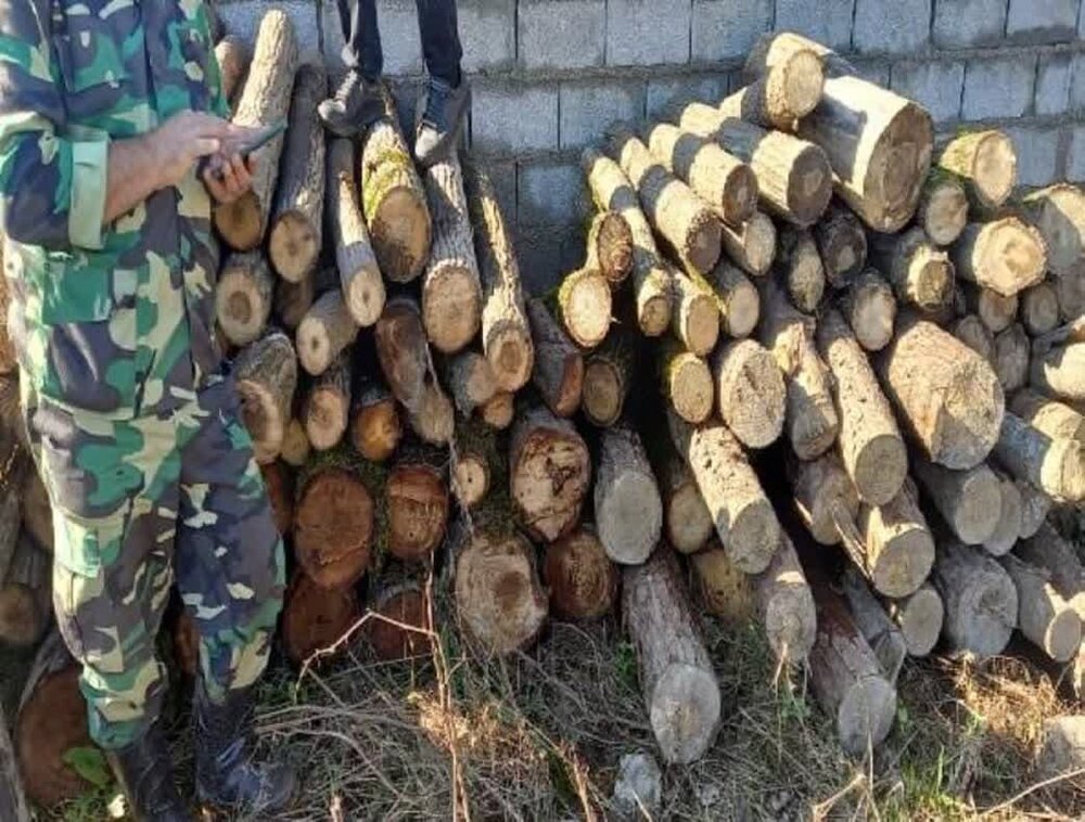 حدود 370 تن چوب جنگلی قاچاق در گیلان کشف شده است