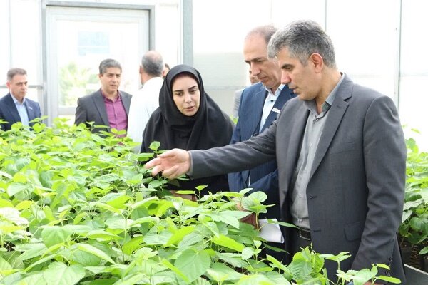 تولید 900 اصله نهال کشت بافتی از چهار رقم مختلف توت