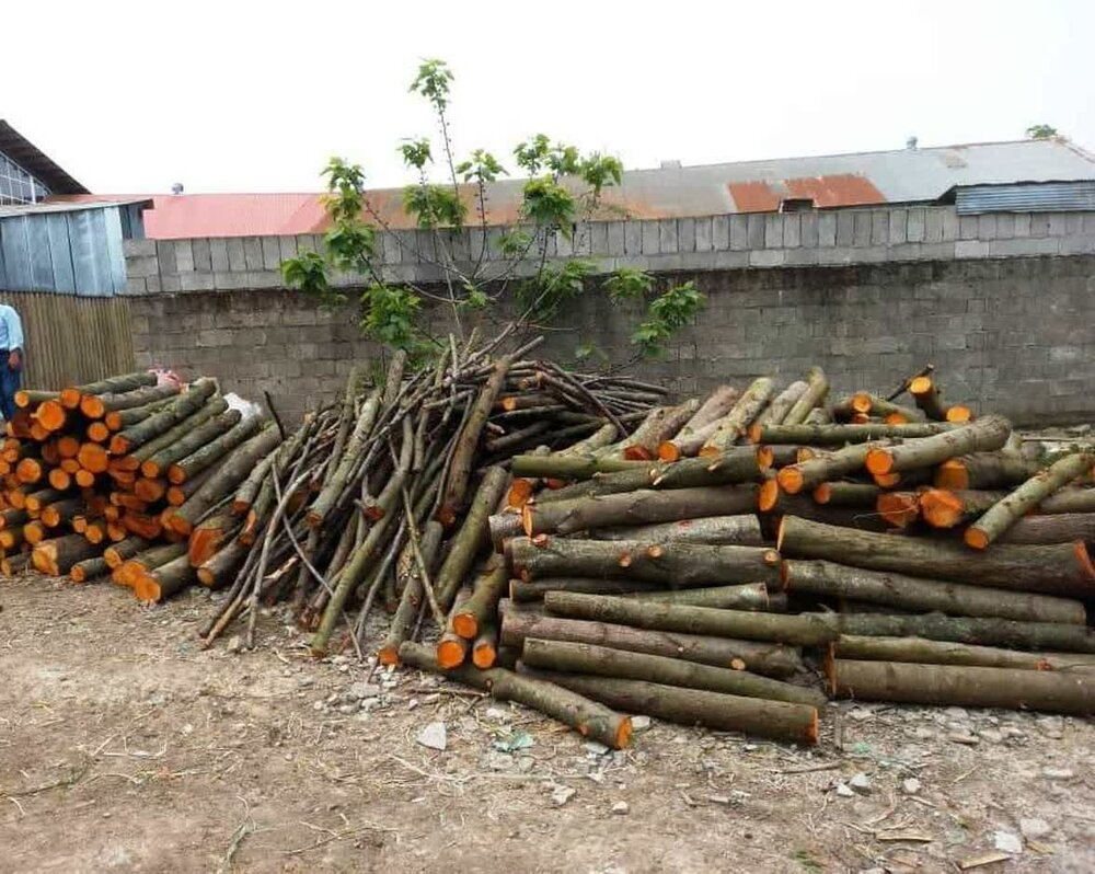 کشف 14 تن چوب جنگلی قاچاق در خمام