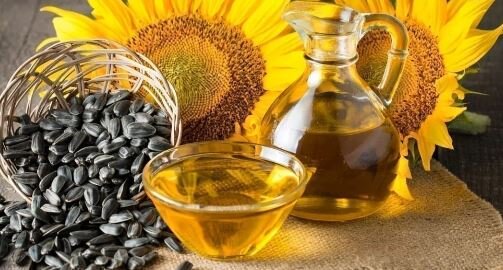پیش بینی تولید 3500 تن آفتابگردان در گلستان