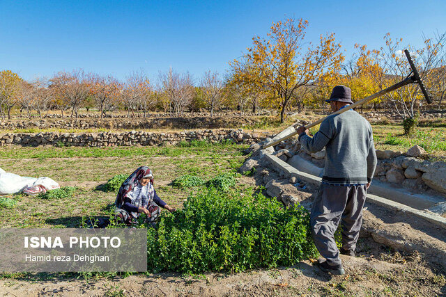 آغاز سرشماری کشاورزی از شنبه آینده با مشارکت 850 آمارگیر
