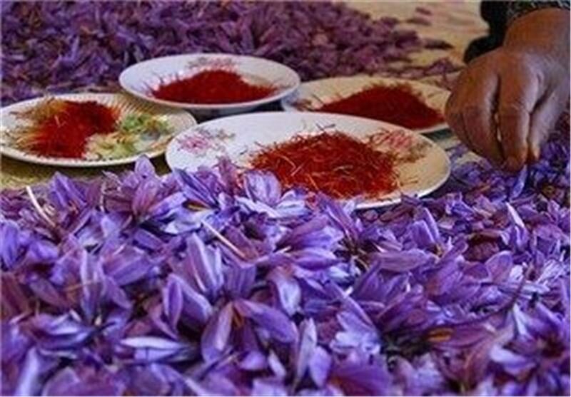 کاشت طلای سرخ در 400 هکتار از اراضی کشاورزی آزادشهر
