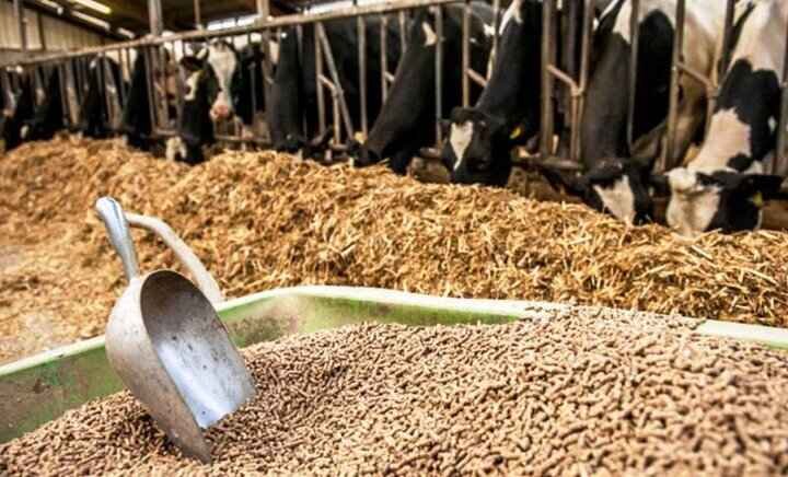 ادای احترام کودکان و نوجوانان گیلانی به سردار جنگل