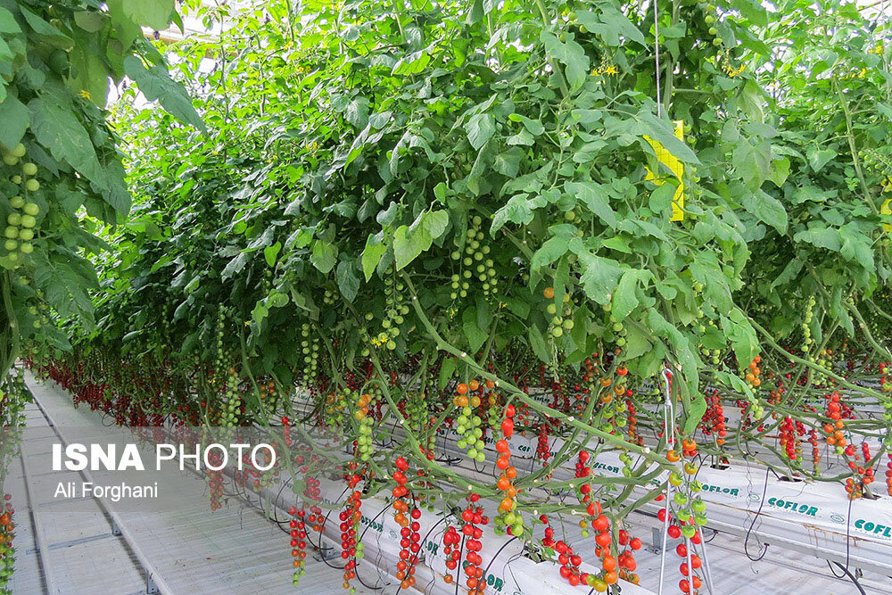 هدفگذاری 10 میلیون تنی محصولات گلخانه ای در کشور