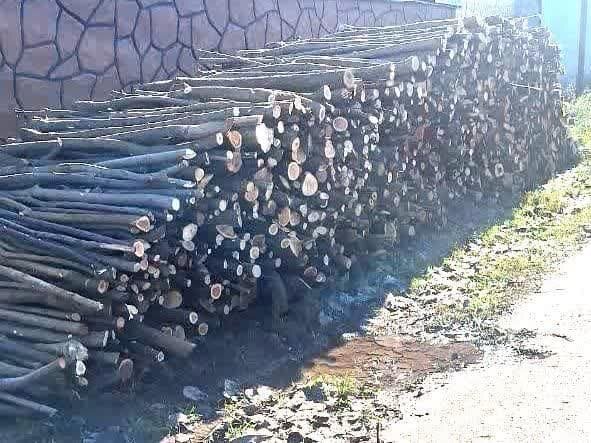 توقیف20 تن چوب جنگلی قاچاق در خمام