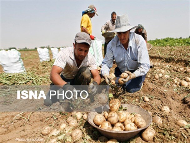 پرداخت تسهیلات 200 میلیارد تومانی به کشاورزان گلستان برای کشت سیب‌زمینی