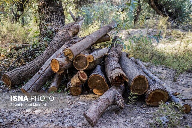 مجروحیت 3 جنگلبان در درگیری با قاچاقچیان چوب در تالش