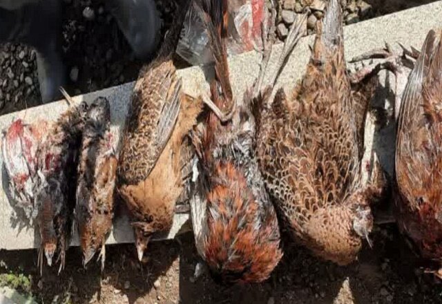 دستگیری شکارچی 6 قطعه قرقاول و ابیا در صومعه‌سرا