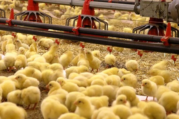 جوجه ریزی 14 میلیون قطعه ای در آستانه نوروز