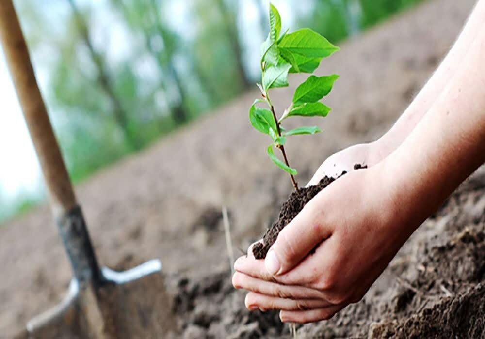 کاشت 2000 اصله نهال در سطح 4 هکتار در سواحل نکا