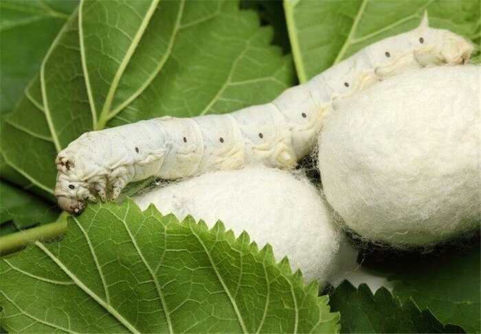 یش‌بینی توزیع 8 هزار جعبه تخم نوغان در گلستان