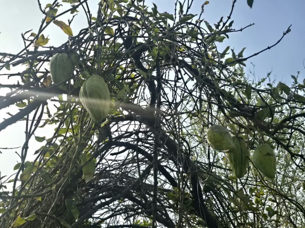 «آروجیا»، سرطانی که میراث هیرکانی گیلان را تهدید می‌کند