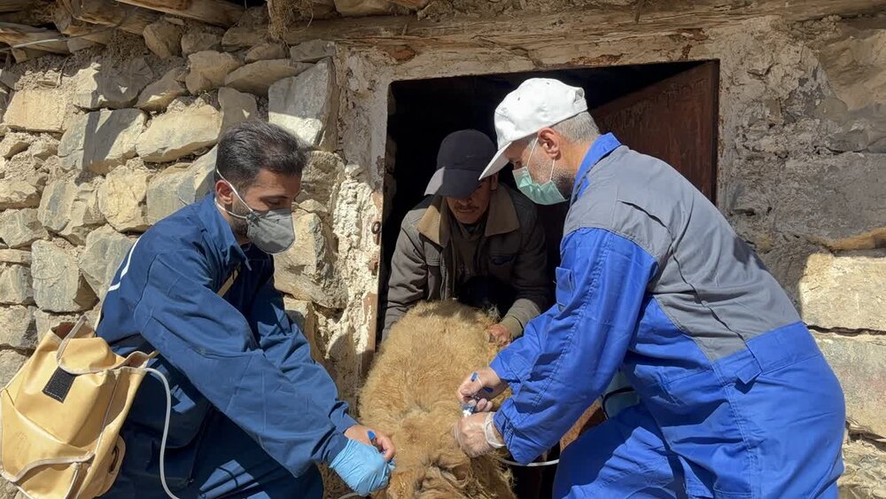 واکسیناسیون حدود 45 هزار دام در روستاهای محروم آمل