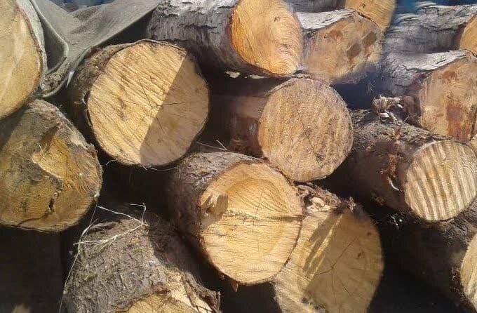 کشف 10 تن چوب جنگلی قاچاق در شفت