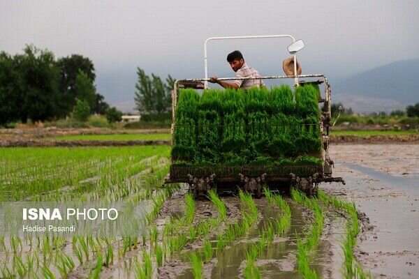 توزیع 6 تن بذر اصلاح و گواهی شده برنج در خمام