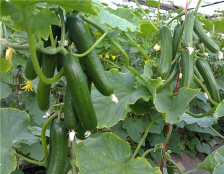 جویبار قطب خیار گلخانه‌ای/جهاد کشاورزی به دنبال ارقام جدیدخیار برای گلخانه ها