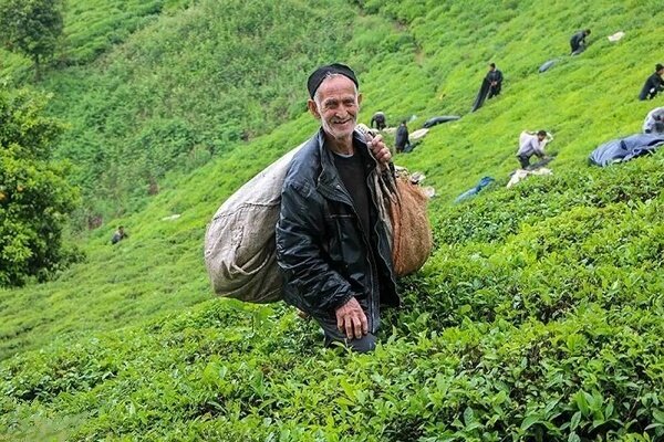 خرید 25 هزار تنی برگ سبز بهاره از چایکاران