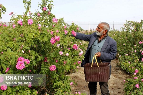 گیلان 130 هکتار سطح زیر کشت گل محمدی دارد
