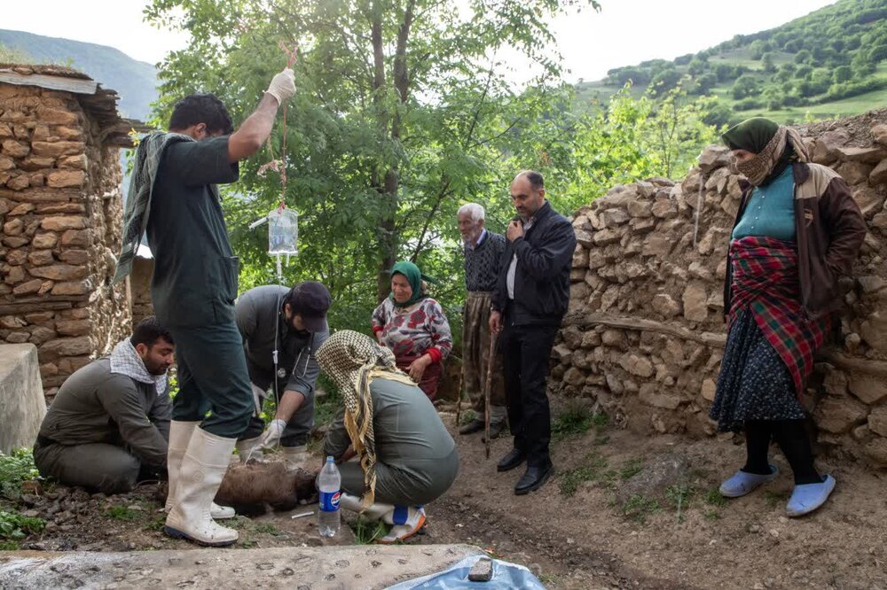 11 روستای منطقه اشکورات خدمات رایگان دامپزشکی دریافت کردند
