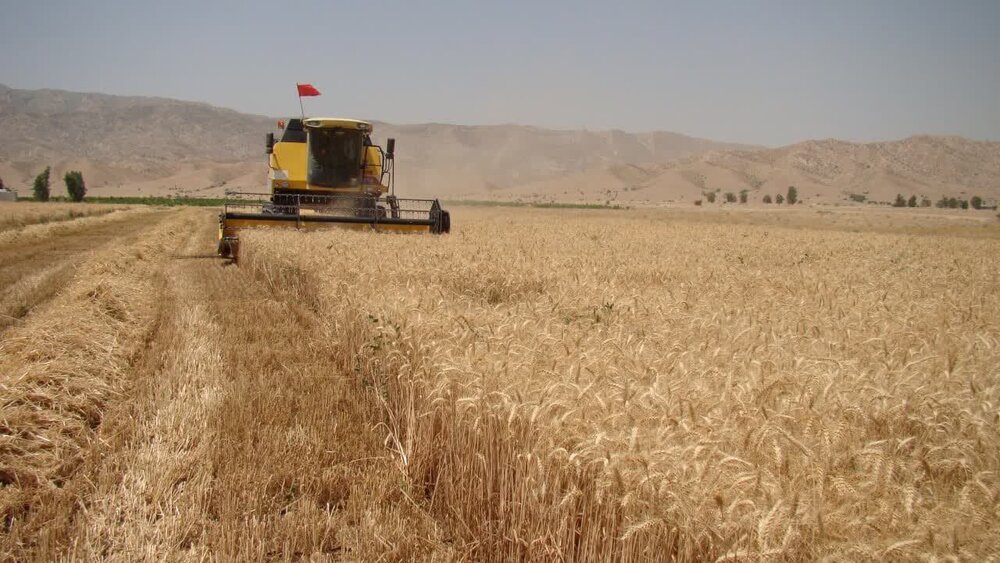 25 درصد از مطالبات گندم‌کاران گلستانی پرداخت شد
