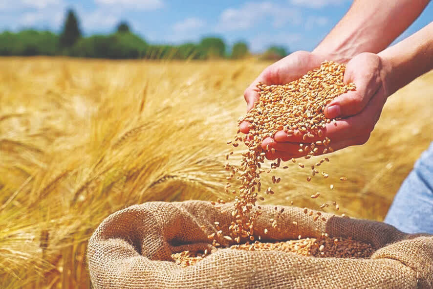 آغاز خرید تضمینی گندم در مازندران