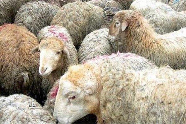 استقرار 77 گروه دامپزشکی گلستان در روز عید قربان برای تأمین سلامت دام‌ها