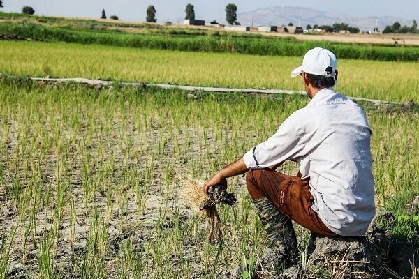 کشاورزان محصولات خود را بیمه کنند/ 38 هزار کشاورز بیمه شدند