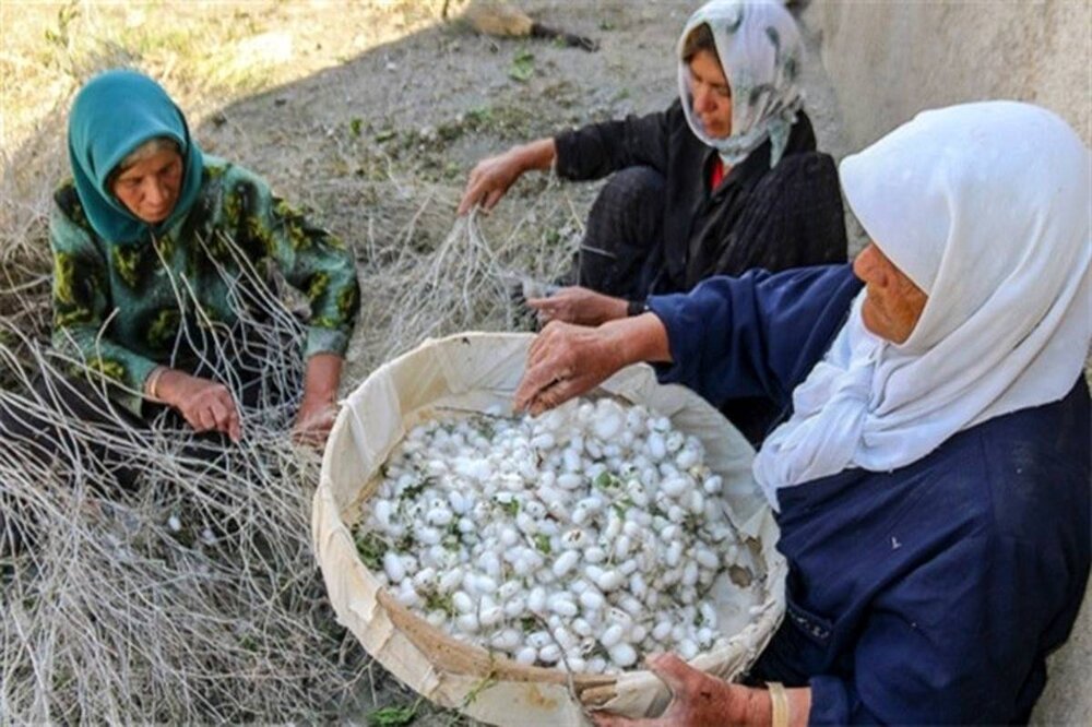 نوغانداری؛ ثروتی نرم که سخت می‌درخشد