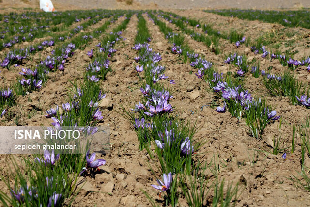آغاز برداشت زعفران از مزارع هزارجریب بهشهر