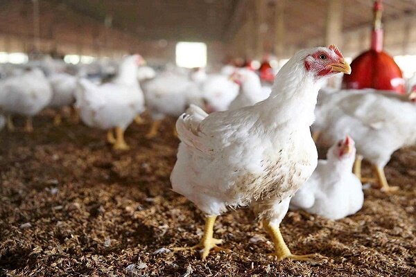 مرغ سویه‌ی آرین وابستگی کشور را کاهش می دهد