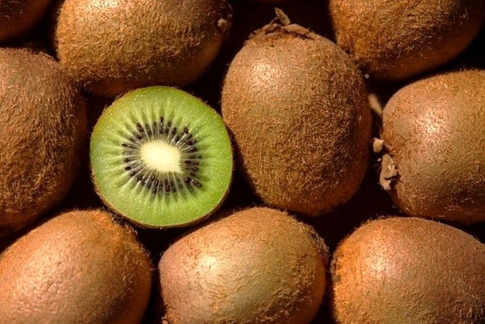 جشنواره کیوی در رودسر برگزار می شود