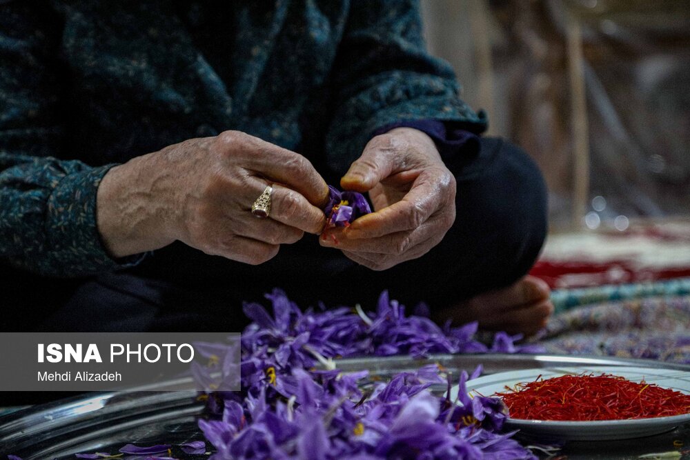 حمایت از زعفران‌کاران وامنان گلستان با حذف واسطه‌ها