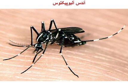 خطری که در سایه گلدان‌ها کمین کرده/ هشدار جدی مسئول بهداشت گلستان درباره پشه آئدس
